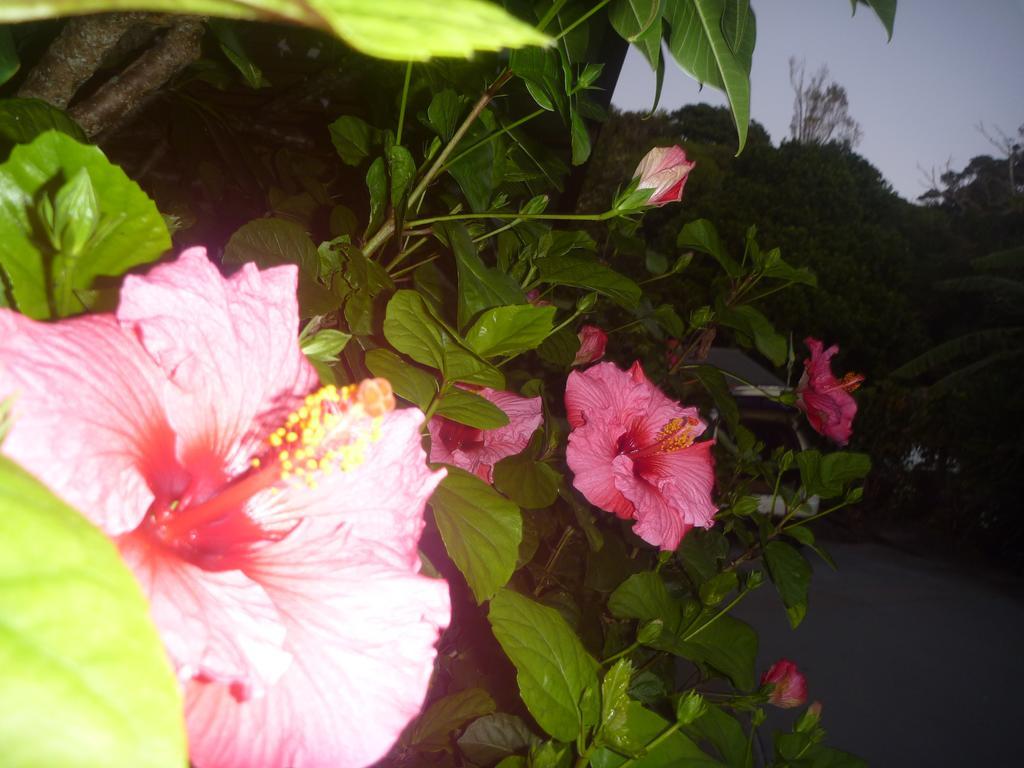 Pohutukawa Coast Bnb Te Puru Extérieur photo